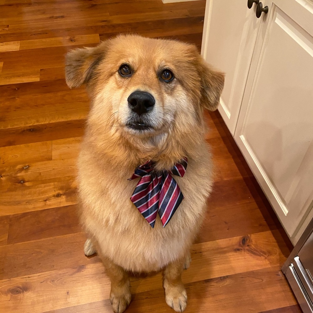 Meet your Posher, Joyce